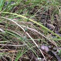 Thelymitra sp. (A Sun Orchid) at Point 4081 - 14 Nov 2015 by catherine.gilbert