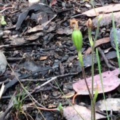 Caladenia sp. (A Caladenia) at Point 4081 - 14 Nov 2015 by catherine.gilbert