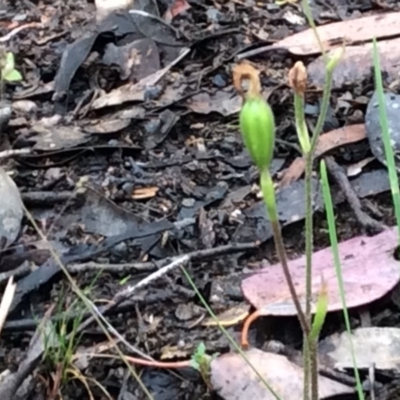 Caladenia sp. (A Caladenia) at Aranda, ACT - 14 Nov 2015 by catherine.gilbert