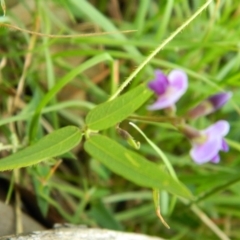 Glycine tabacina at Hume, ACT - 22 Nov 2015