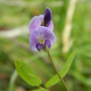 Glycine tabacina at Hume, ACT - 22 Nov 2015