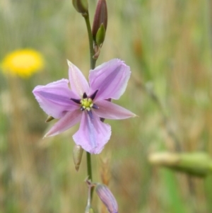 Arthropodium fimbriatum at Hume, ACT - 22 Nov 2015 10:53 AM