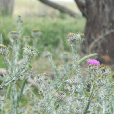 Onopordum acanthium (Scotch Thistle) at Jerrabomberra Grassland - 21 Nov 2015 by RyuCallaway