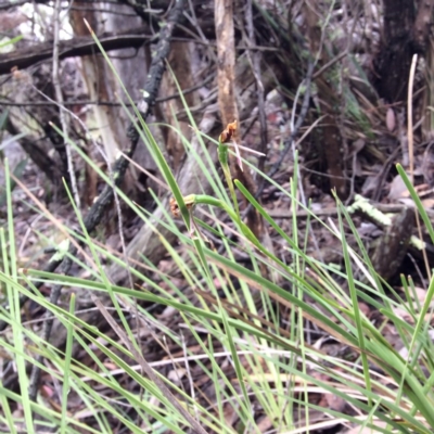 Diuris sp. (A Donkey Orchid) at Point 4081 - 14 Nov 2015 by catherine.gilbert