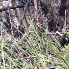 Diuris sp. (A donkey orchid) at Aranda, ACT - 14 Nov 2015 by catherine.gilbert
