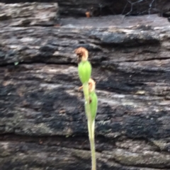 Caladenia sp. (A Caladenia) at Point 4081 - 14 Nov 2015 by catherine.gilbert