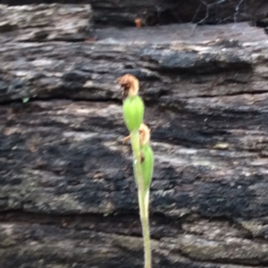 Caladenia sp. at Undefined Area - suppressed