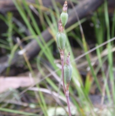 Thelymitra sp. (A Sun Orchid) at Aranda, ACT - 14 Nov 2015 by catherine.gilbert