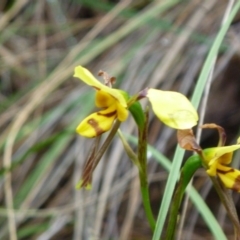 Diuris sulphurea (Tiger Orchid) at Aranda, ACT - 14 Nov 2015 by catherine.gilbert