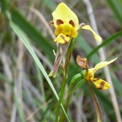 Diuris sulphurea at Point 4010 - suppressed