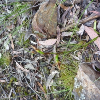 Diuris sp. (A Donkey Orchid) at Aranda, ACT - 14 Nov 2015 by catherine.gilbert