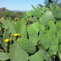 Opuntia ficus-indica (Indian Fig, Spineless Cactus) at O'Malley, ACT - 19 Nov 2015 by Mike