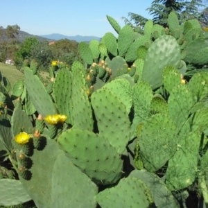 Opuntia ficus-indica at O'Malley, ACT - 20 Nov 2015