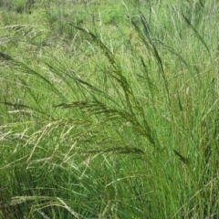 Eragrostis curvula (African Lovegrass) at Scrivener Hill - 19 Nov 2015 by Mike