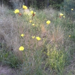 Oenothera stricta subsp. stricta (Common Evening Primrose) at Isaacs Ridge and Nearby - 20 Nov 2015 by Mike