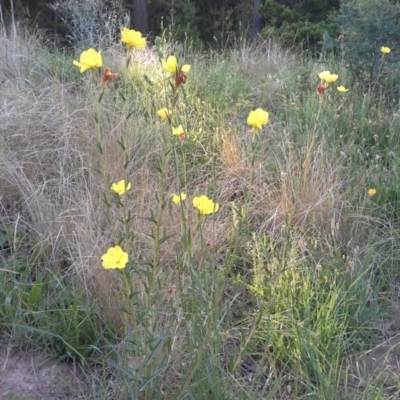 Oenothera stricta subsp. stricta (Common Evening Primrose) at Isaacs, ACT - 21 Nov 2015 by Mike