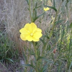 Oenothera stricta subsp. stricta at Isaacs, ACT - 21 Nov 2015