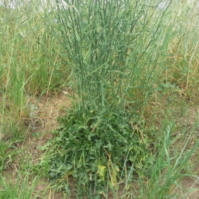 Chondrilla juncea (Skeleton Weed) at Garran, ACT - 22 Nov 2015 by Mike