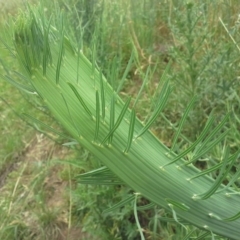 Chondrilla juncea at Garran, ACT - 22 Nov 2015 10:58 AM