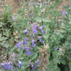 Nepeta cataria (Catmint, Catnip) at Garran, ACT - 21 Nov 2015 by Mike