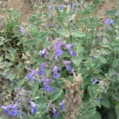 Nepeta cataria (Catmint, Catnip) at Garran, ACT - 22 Nov 2015 by Mike