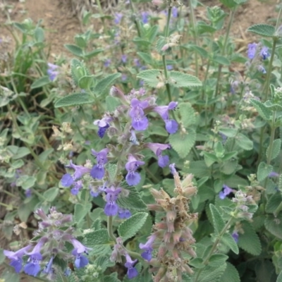 Nepeta cataria (Catmint, Catnip) at Garran, ACT - 21 Nov 2015 by Mike