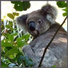 Phascolarctos cinereus (Koala) at Port Macquarie, NSW - 21 Nov 2015 by julesbear