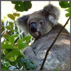 Phascolarctos cinereus (Koala) at Port Macquarie, NSW - 20 Nov 2015 by jules_bear