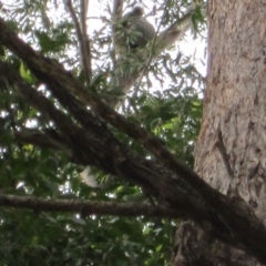 Phascolarctos cinereus (Koala) at Port Macquarie, NSW - 22 Nov 2015 by rosella