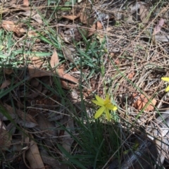 Tricoryne elatior (Yellow Rush Lily) at Red Hill, ACT - 22 Nov 2015 by jksmits