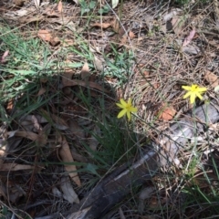 Tricoryne elatior at Red Hill, ACT - 22 Nov 2015