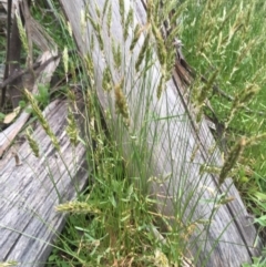 Anthoxanthum odoratum (Sweet Vernal Grass) at Namadgi National Park - 22 Nov 2015 by jackfrench