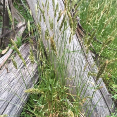 Anthoxanthum odoratum (Sweet Vernal Grass) at Mount Clear, ACT - 22 Nov 2015 by jackfrench