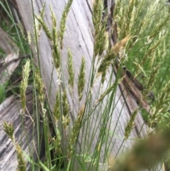 Anthoxanthum odoratum at Mount Clear, ACT - 22 Nov 2015 06:52 PM