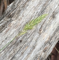 Anthoxanthum odoratum at Mount Clear, ACT - 22 Nov 2015 06:52 PM