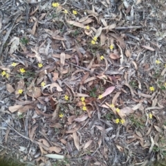 Goodenia hederacea subsp. hederacea (Ivy Goodenia, Forest Goodenia) at Watson, ACT - 21 Nov 2015 by MPW