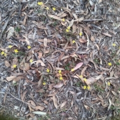 Goodenia hederacea subsp. hederacea (Ivy Goodenia, Forest Goodenia) at Mount Majura - 21 Nov 2015 by MAX