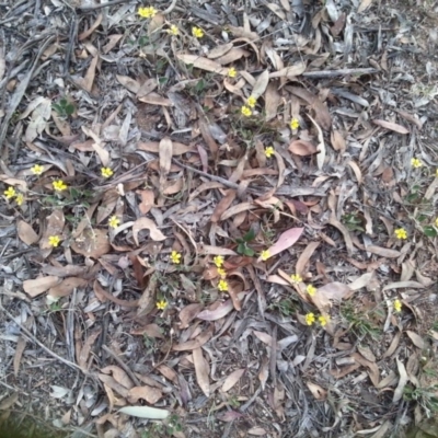 Goodenia hederacea subsp. hederacea (Ivy Goodenia, Forest Goodenia) at Watson, ACT - 21 Nov 2015 by MPW