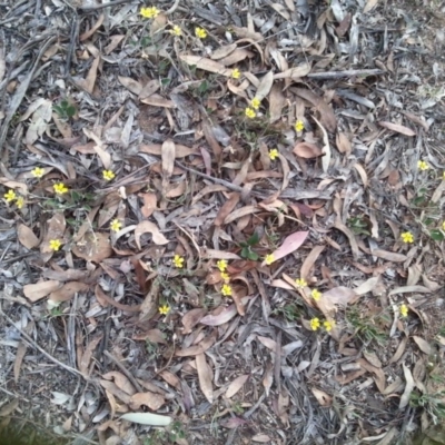 Goodenia hederacea subsp. hederacea (Ivy Goodenia, Forest Goodenia) at Mount Majura - 21 Nov 2015 by MAX