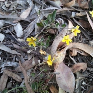 Goodenia hederacea subsp. hederacea at Watson, ACT - 21 Nov 2015 07:54 PM