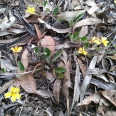 Goodenia hederacea subsp. hederacea at Watson, ACT - 21 Nov 2015 07:54 PM