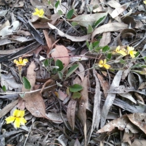 Goodenia hederacea subsp. hederacea at Watson, ACT - 21 Nov 2015 07:54 PM