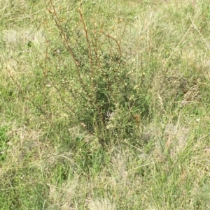 Hakea microcarpa at Mount Clear, ACT - 22 Nov 2015 07:25 PM