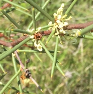 Hakea microcarpa at Mount Clear, ACT - 22 Nov 2015 07:25 PM