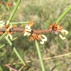 Hakea microcarpa at Mount Clear, ACT - 22 Nov 2015 07:25 PM