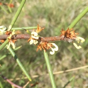 Hakea microcarpa at Mount Clear, ACT - 22 Nov 2015 07:25 PM