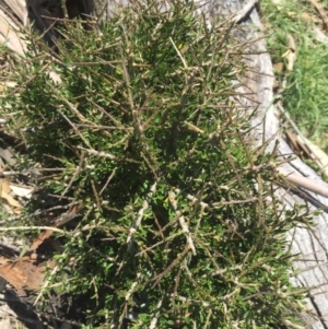 Melicytus angustifolius subsp. divaricatus at Mount Clear, ACT - 22 Nov 2015 07:39 PM