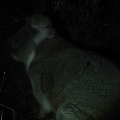 Phascolarctos cinereus (Koala) at Peak View, NSW - 15 Nov 2015 by TwoThumbsWildlifeTrust