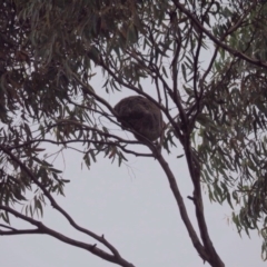 Phascolarctos cinereus (Koala) at Port Macquarie, NSW - 22 Nov 2015 by julesbear