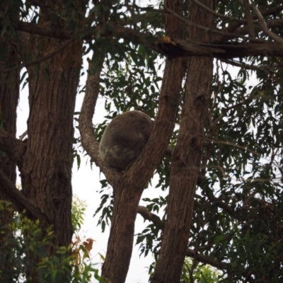 Phascolarctos cinereus (Koala) at Port Macquarie, NSW - 22 Nov 2015 by julesbear